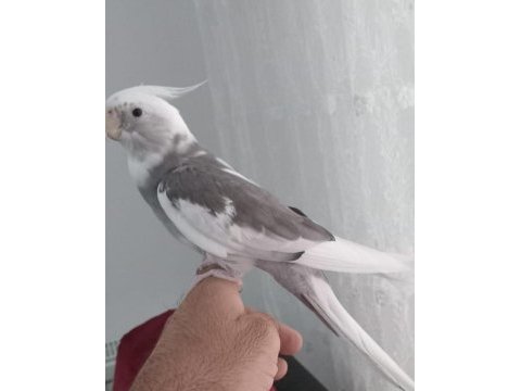 Çift sultan papağanı (her şeyiyle verilecek)