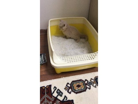 2 aylık british shorthair yavrum tarçına yuva arıyoruz
