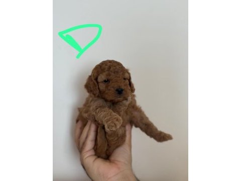 Red toy poodle yavru dişi ve erkek karma yapıldı