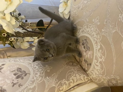 Scottish fold kedimiz dumanımız yeni yuva arıyor