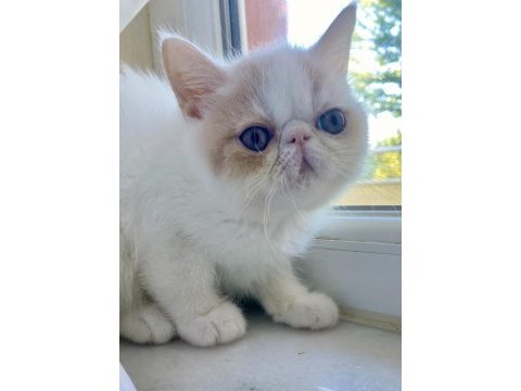 Exotic shorthair snoppy yavrumuz