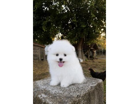 Gülen yüz pomeranian boo karbeyaz