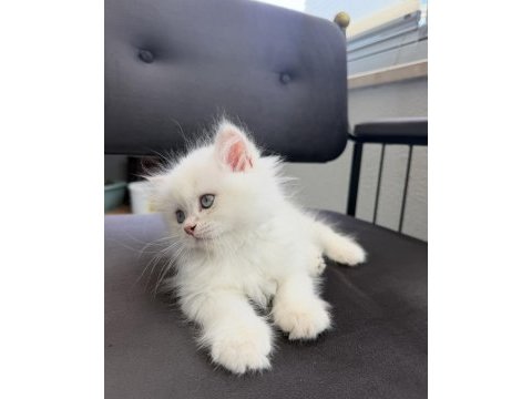British longhair yavru