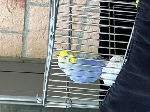 4 aylık üst düzey rainbow takım muhabbet kuşu