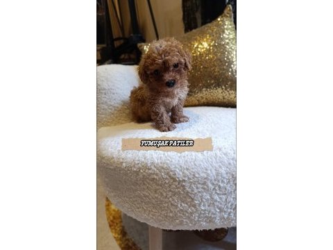 Sevimli ırk toy poodle