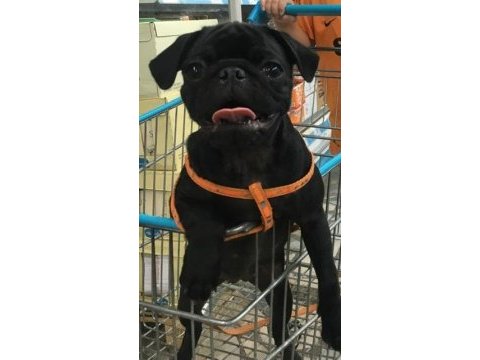 Acil sahip aranıyor pug
