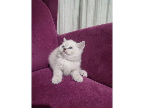 50 günlük scottish fold ve scottish straight yavrular