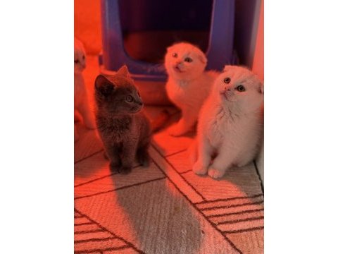 Türkiyenin en güzel scottish fold bebekleri