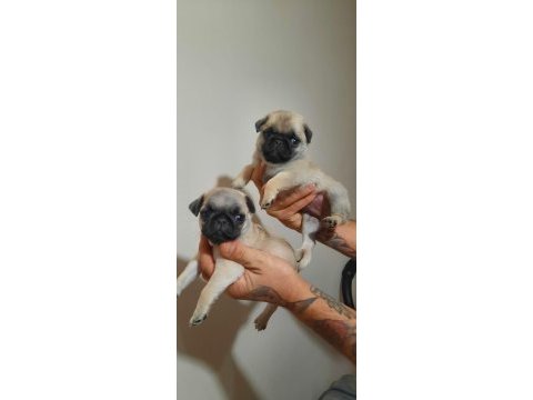 Kaliteli pug mops bebekler