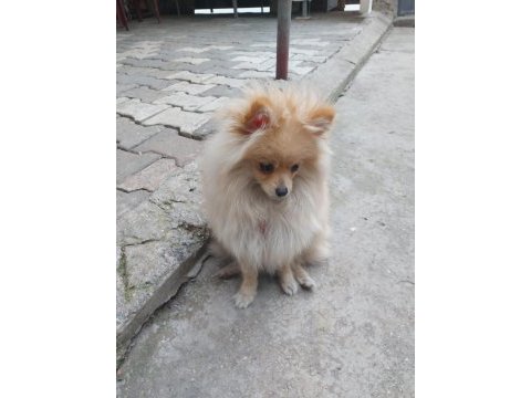 10 aylık pomeranian spitz
