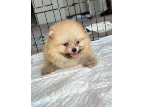 Rezerveye açık erkek pomeranian kardeşler