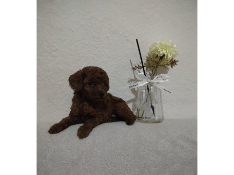 Orjinal toy poodle