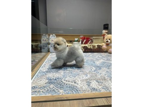 Teddy face pomeranian boo yavrularımız