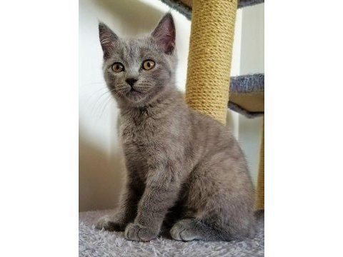 2,5 aylık yaz şekeri british shorthair