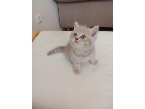 British shorthair 2 aylık dişi