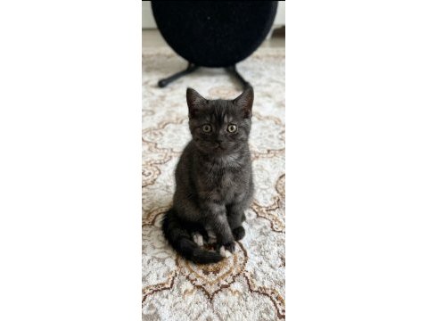 Kedilerimize bakmadan geçmeyin