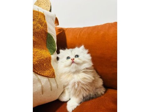 Güzel british longhair prensesim