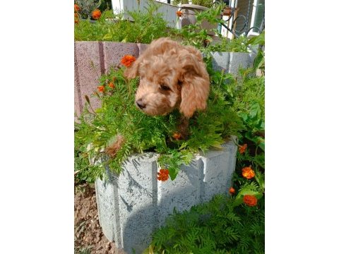 3 aylık erkek poodle yavru bakımlı ve tuvalet eğitimli