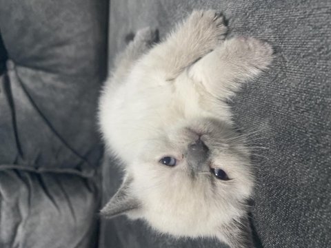 British shorthair ve scottish longhair