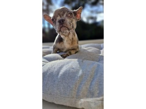French bulldog lilac merle erkek