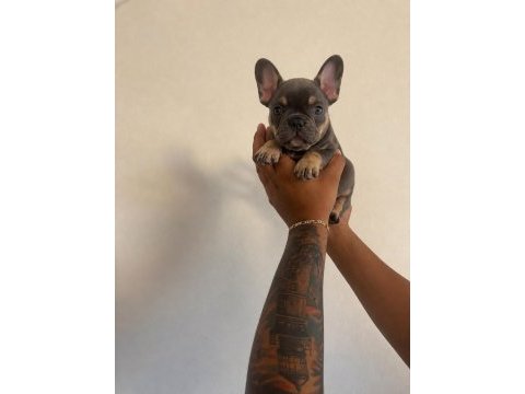 Sağlıklı french bulldog yavrular mevcuttur
