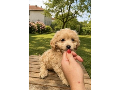 Sütlü kahveli dişi maltipoo