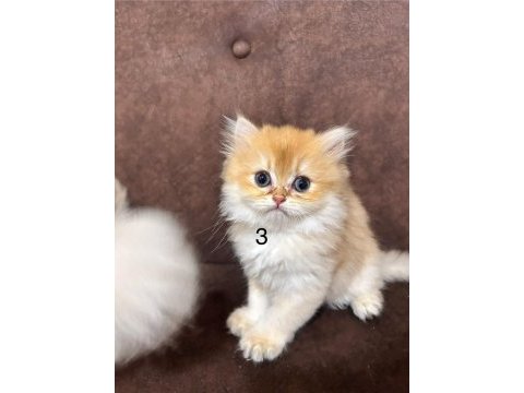 British longhair golden yavrular 50 günlük