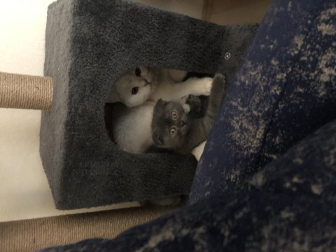 2 aylık erkek scottish fold