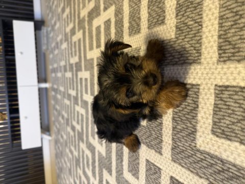 Maltese malta terrier