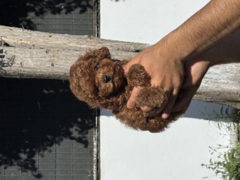Orjinal red toy poodle