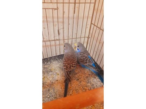 Muhabbet kuşu yavru 2 adet erkek ev üretimi