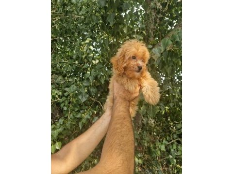 A kalite tüy dökmeyen maltipoo yavrular