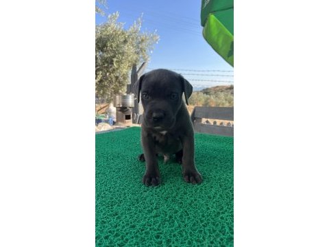 Cane corso yavrularmız