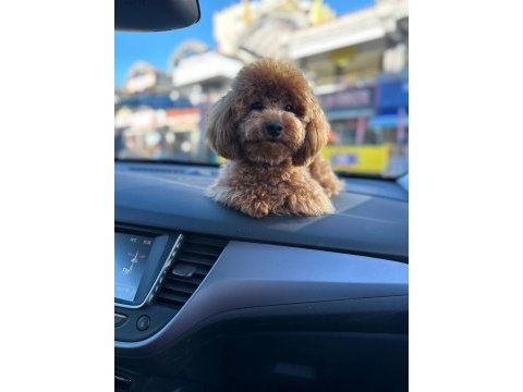 Kore toy poodle köpeği