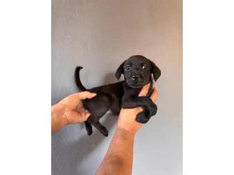 Labrador bebeklerimiz için acele edin
