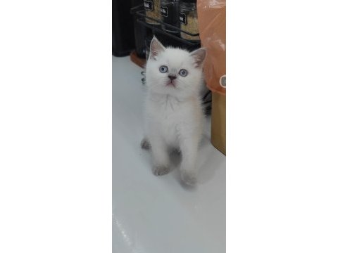 British shorthair kedisi