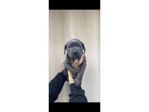 Bu muhteşem cane corso yavrunuz sizi bekliyor