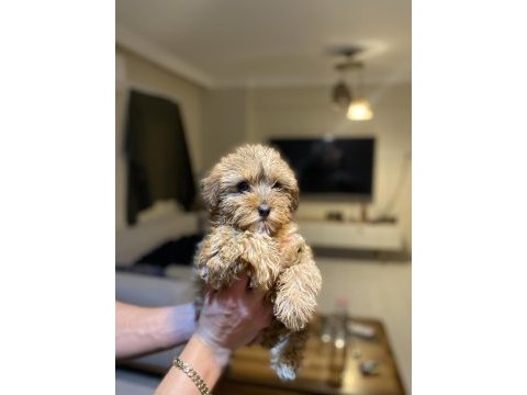 Maltipoo bebekler