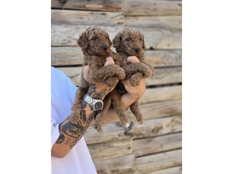 Labradoodle yavruları
