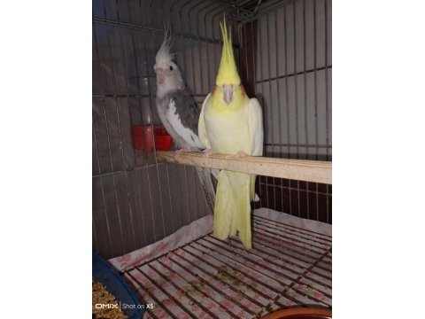 Hazır yeni eşleme takım sultan papağanı