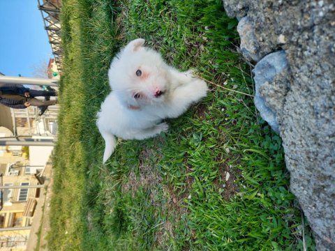 3aylık maltese terrier