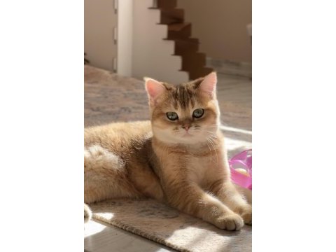 British shorthair safkan wcf şecereli ny11 dişi