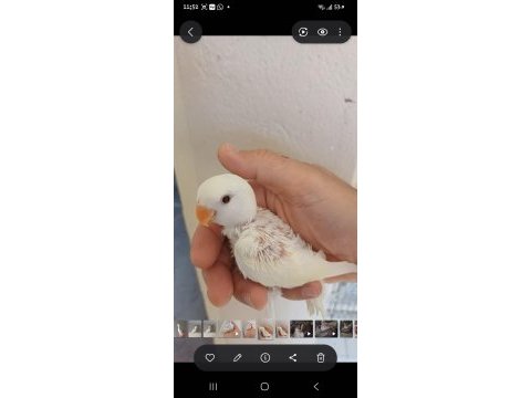Yavru sevda papağanı