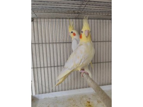 Hazır lutino kırmızı göz takım sultan papağanı