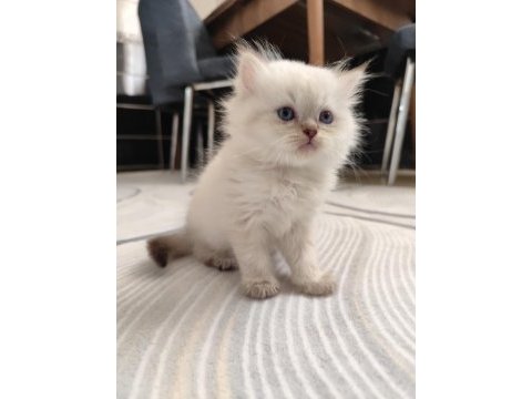 Safkan british longhair