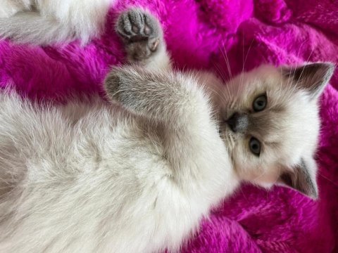 British shorthair erkek yavrular