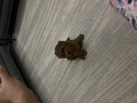 Toy poodle yavru
