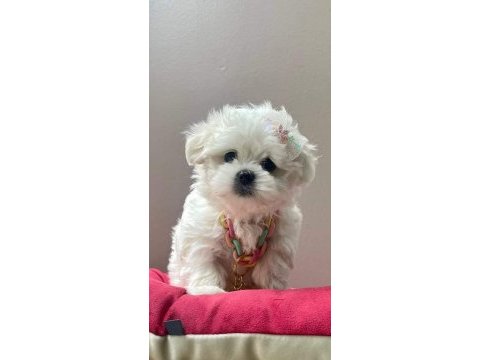 Maltese terrirer bebişler