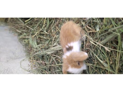 Lop tavşan