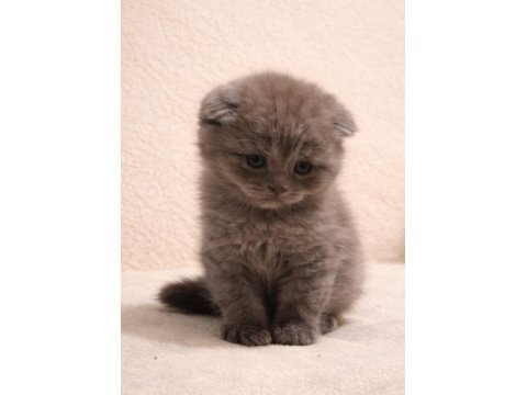 British shorthair erkek ve dişi bebekler